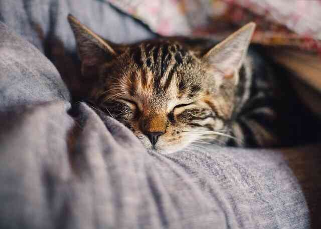 /images/23.0-thumbnail-kucing-tidur.jpg